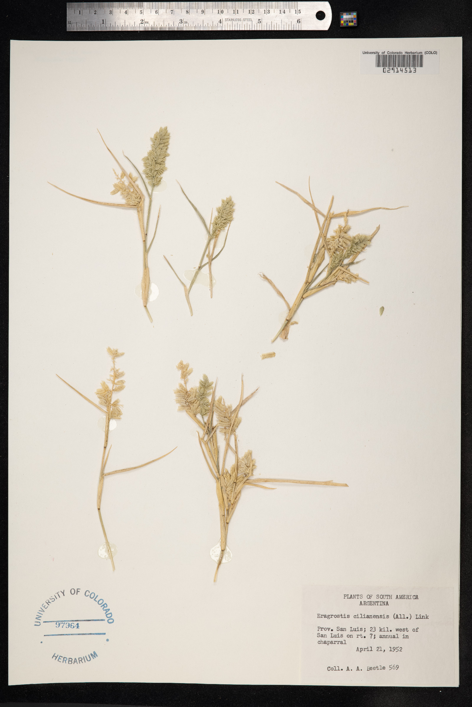 Eragrostis cilianensis image