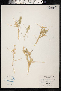Eragrostis cilianensis image