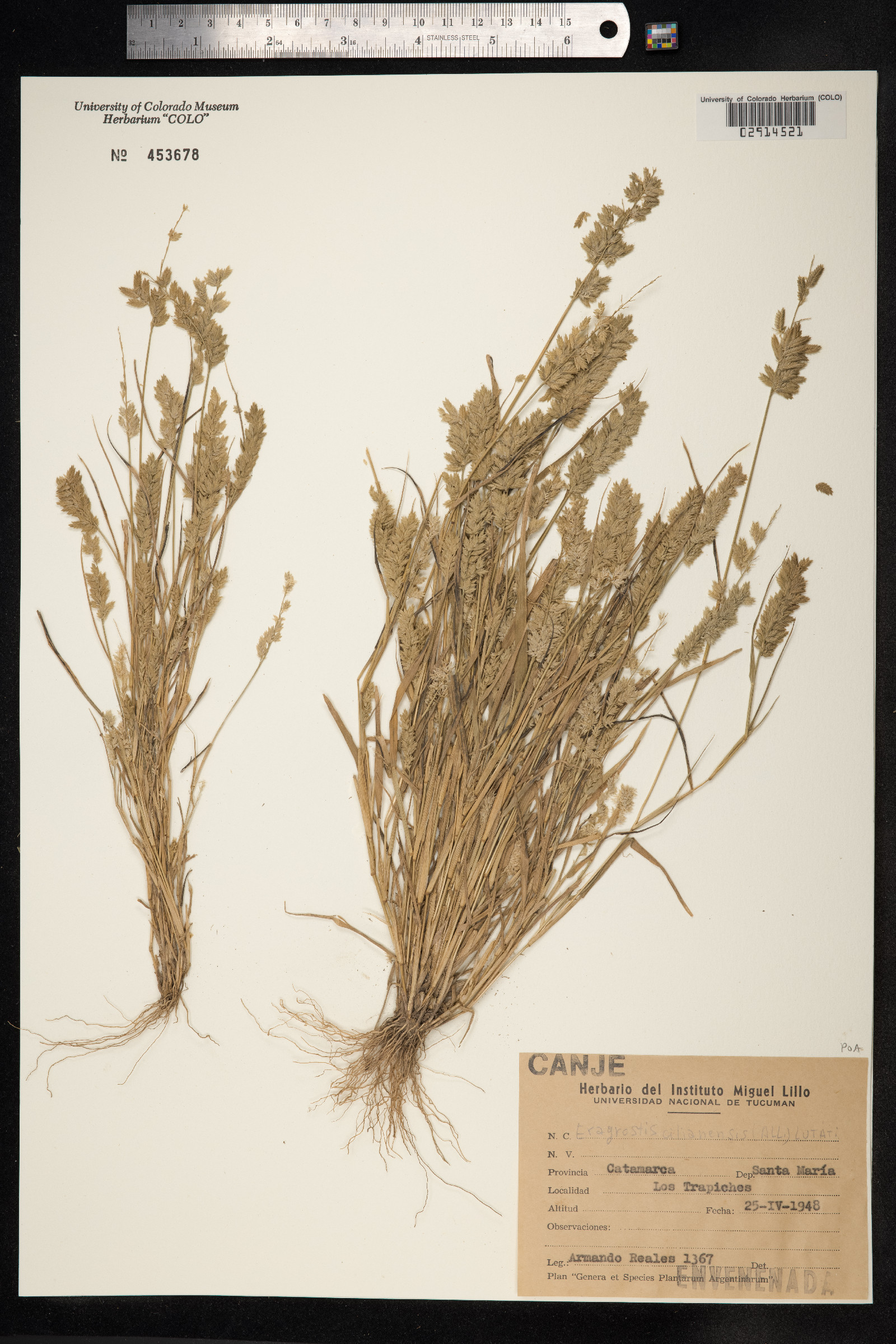 Eragrostis cilianensis image