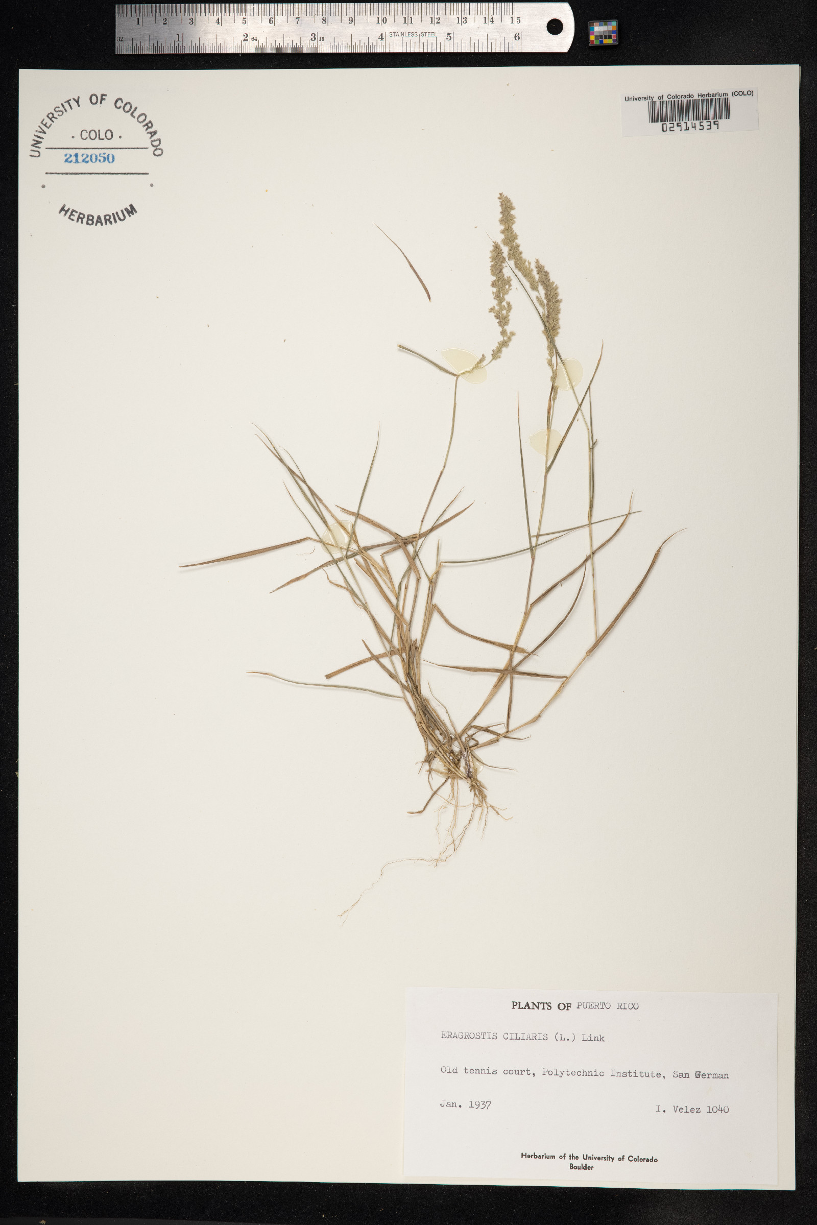 Eragrostis ciliaris image