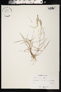 Eragrostis ciliaris image