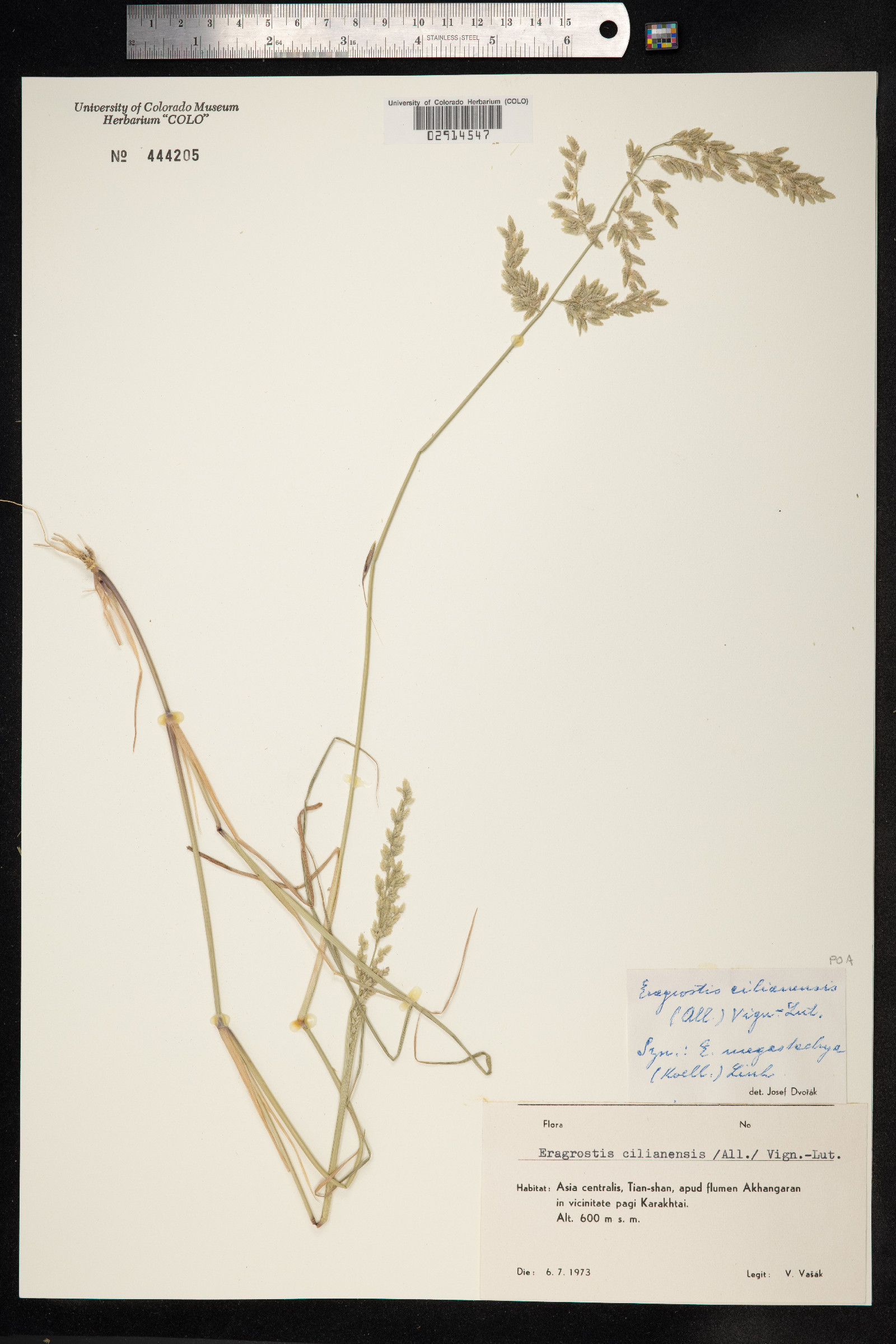 Eragrostis ciliaris image