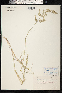 Eragrostis ciliaris image