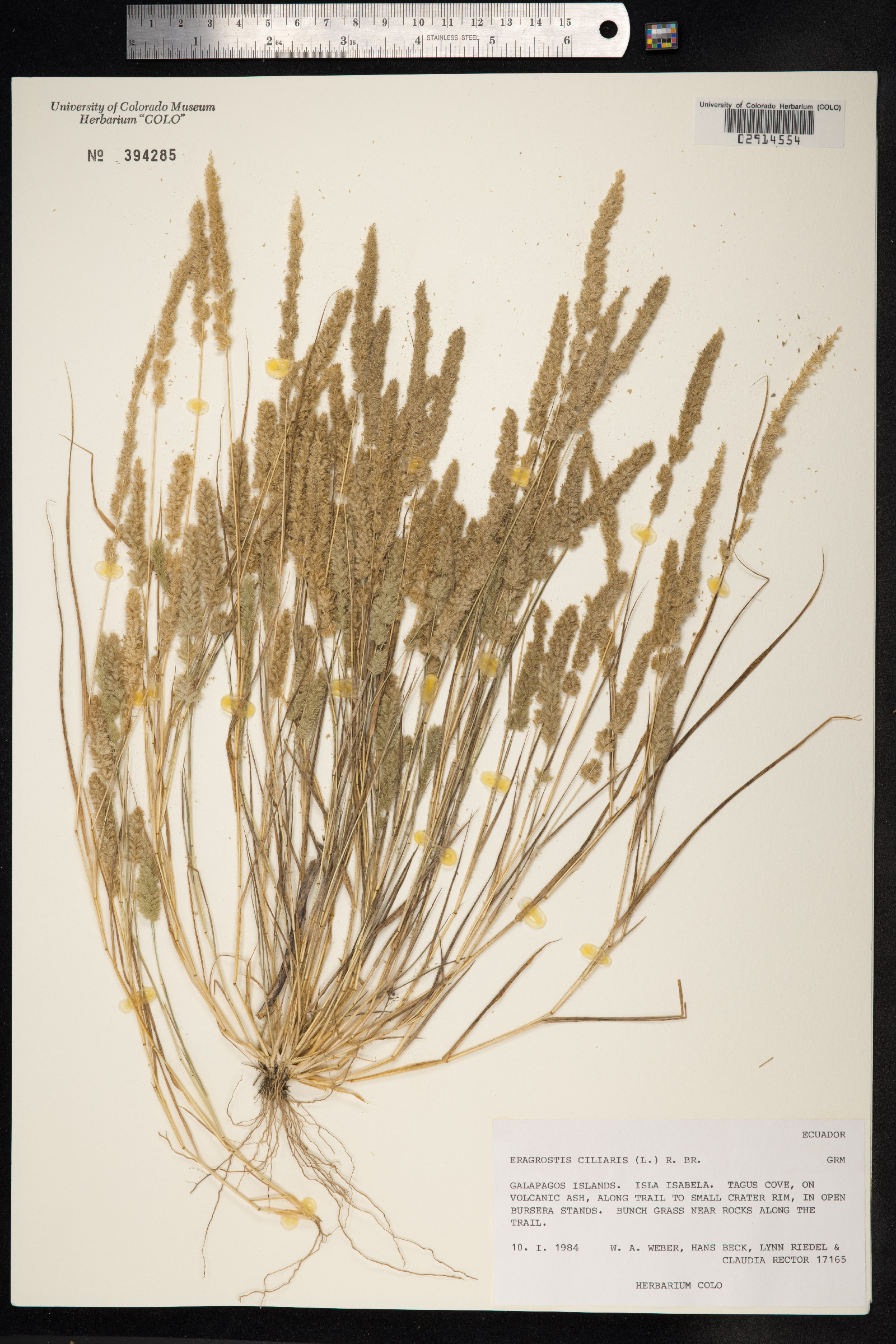 Eragrostis ciliaris image