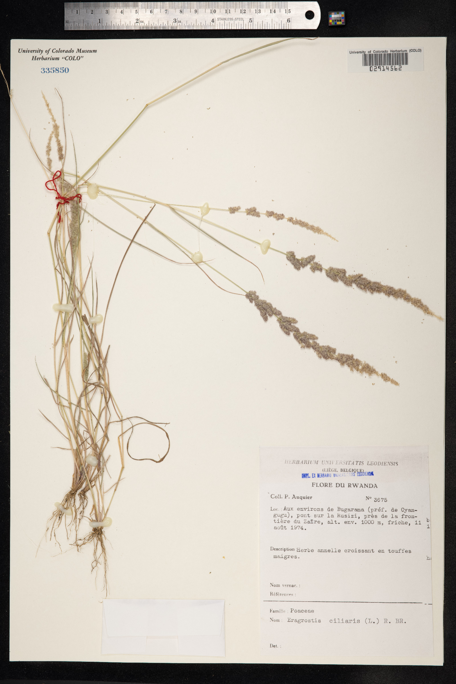 Eragrostis ciliaris image