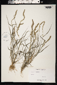 Eragrostis ciliaris image