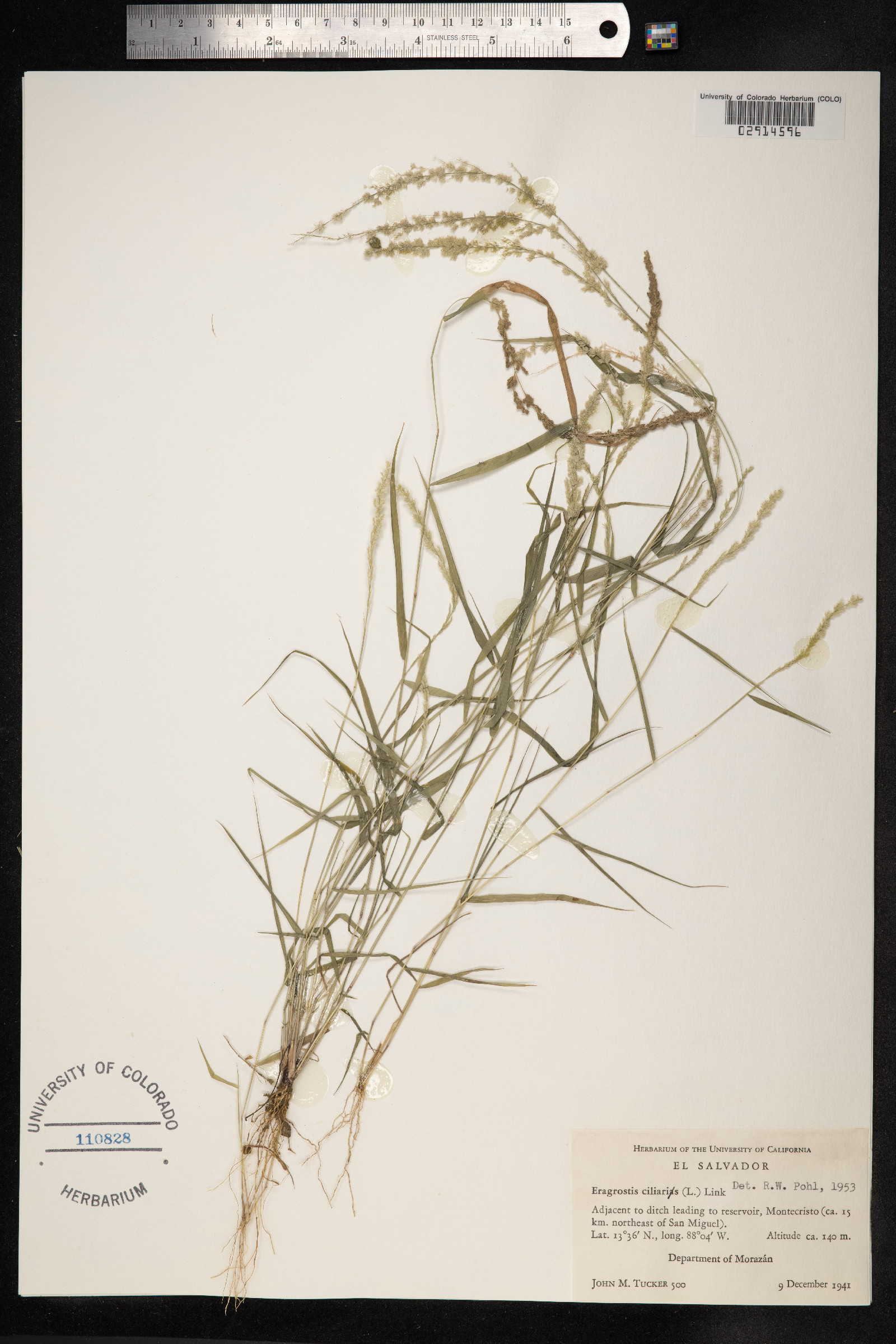 Eragrostis ciliaris image