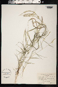 Eragrostis ciliaris image