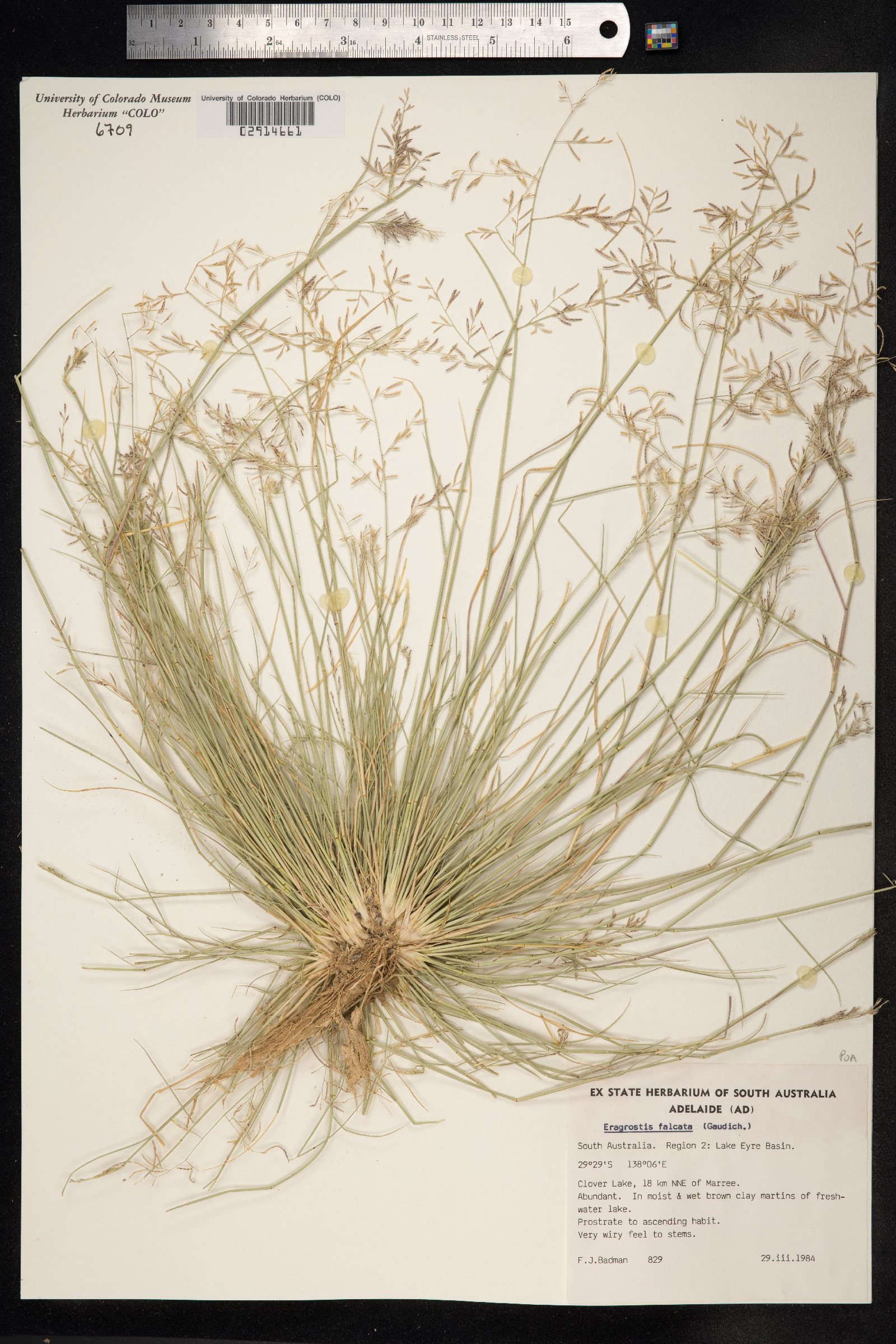 Eragrostis paupera image