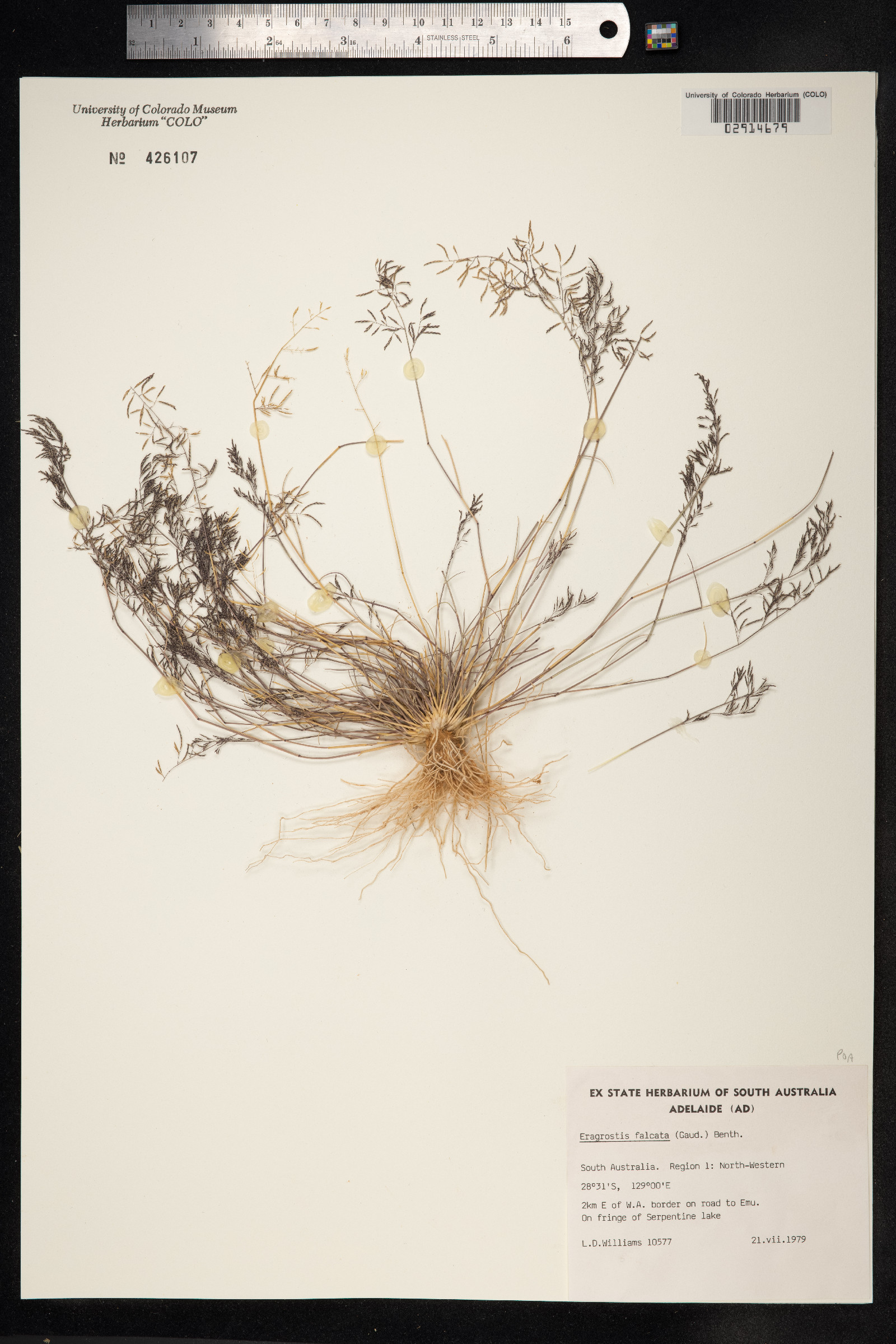 Eragrostis paupera image