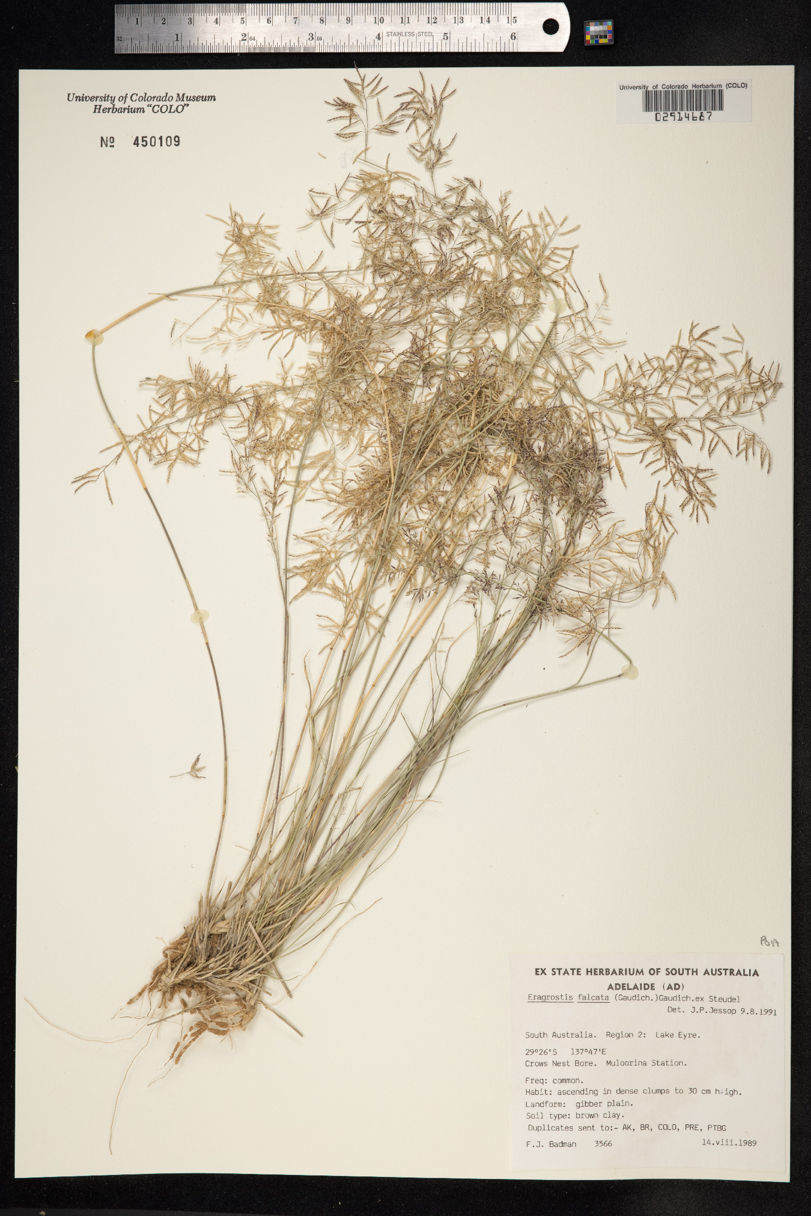 Eragrostis paupera image