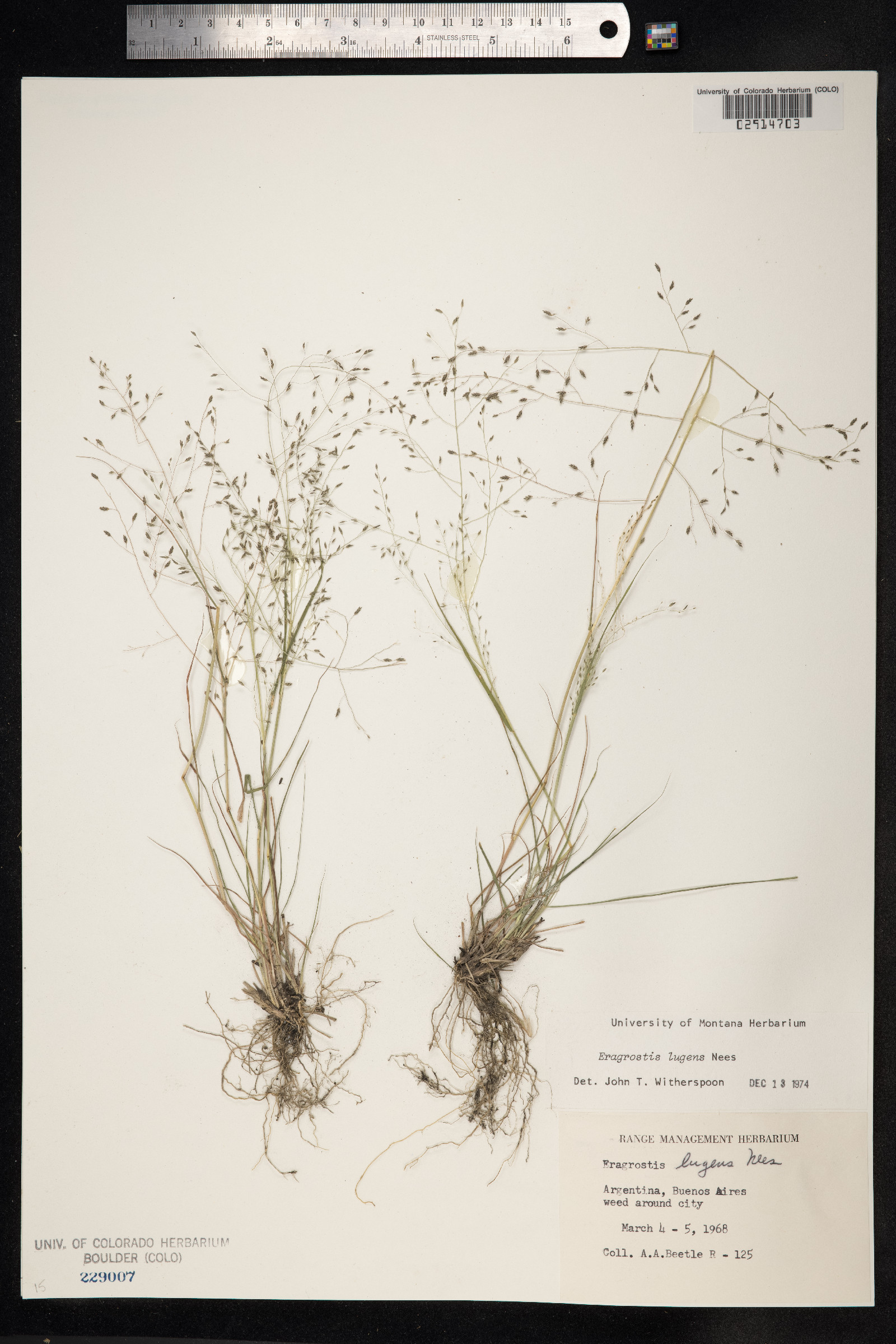 Eragrostis lugens image