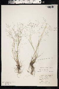 Eragrostis lugens image