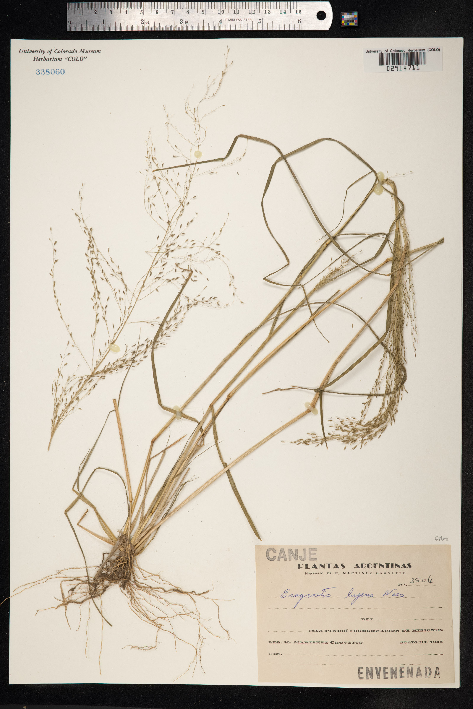 Eragrostis lugens image