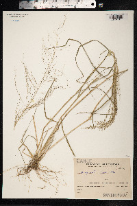 Eragrostis lugens image