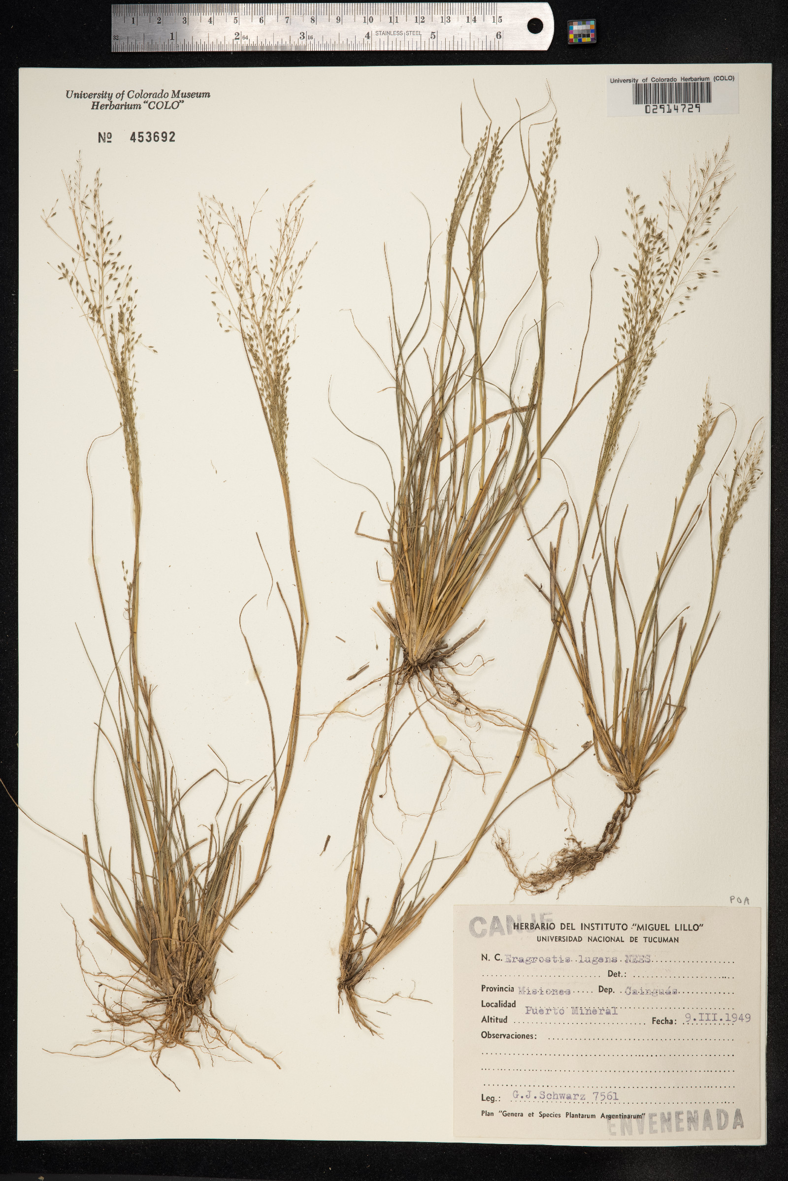 Eragrostis lugens image