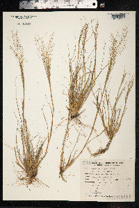 Eragrostis lugens image