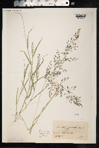 Eragrostis minor image