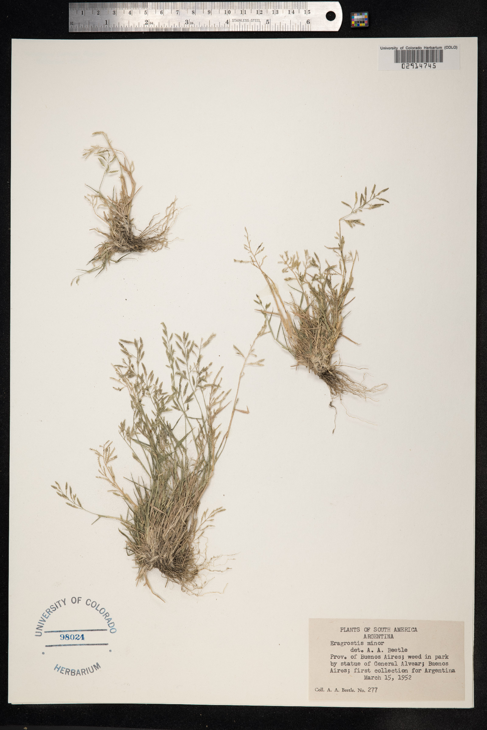 Eragrostis minor image
