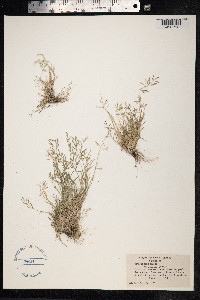 Eragrostis minor image