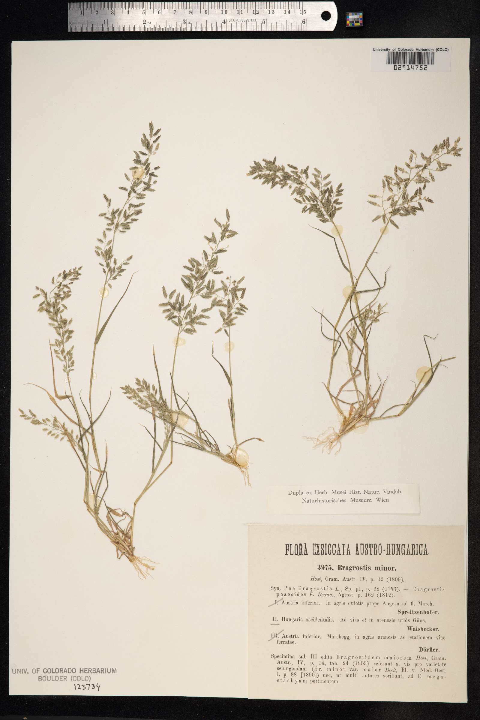 Eragrostis minor image