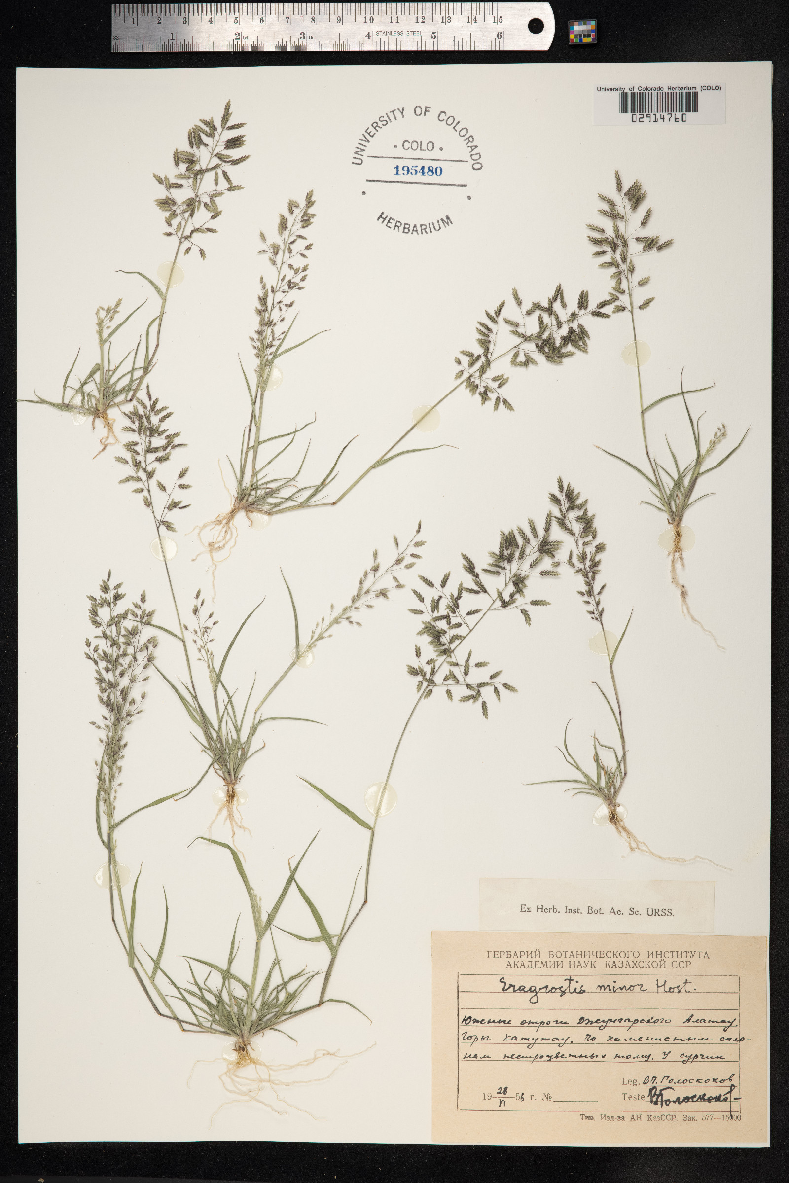 Eragrostis minor image