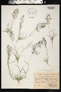 Eragrostis minor image