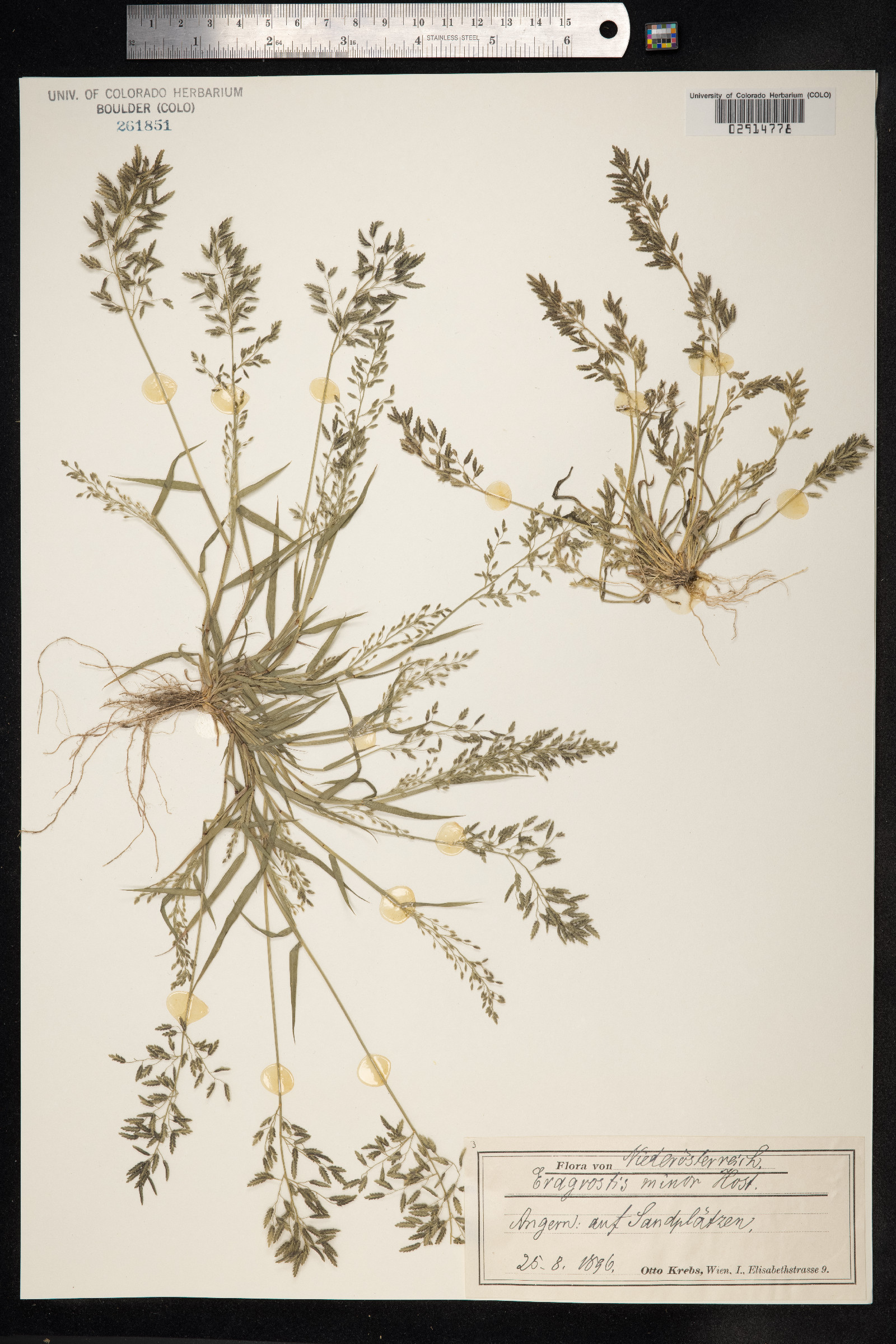 Eragrostis minor image