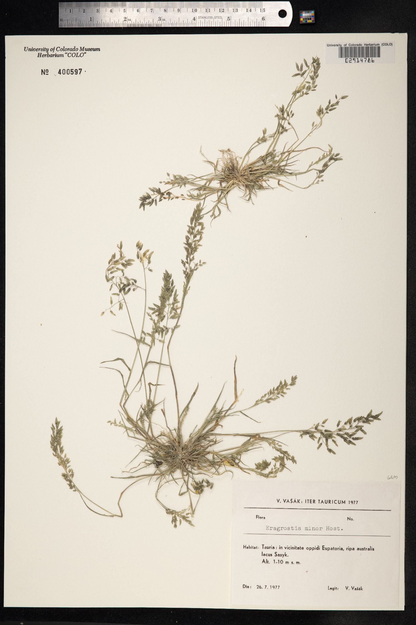Eragrostis minor image