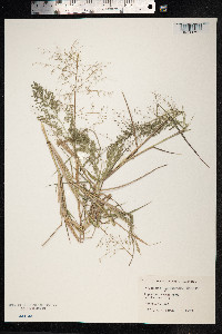 Eragrostis minor image