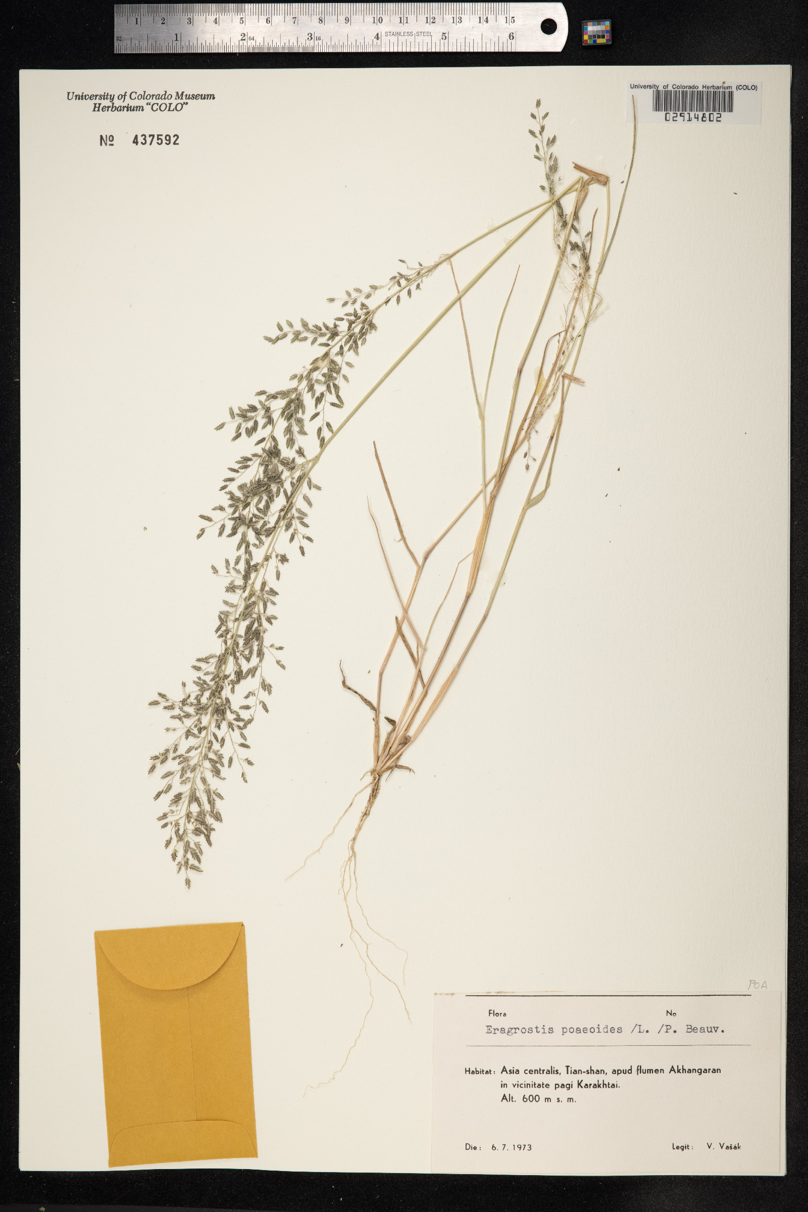 Eragrostis minor image