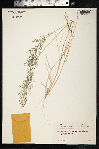 Eragrostis minor image