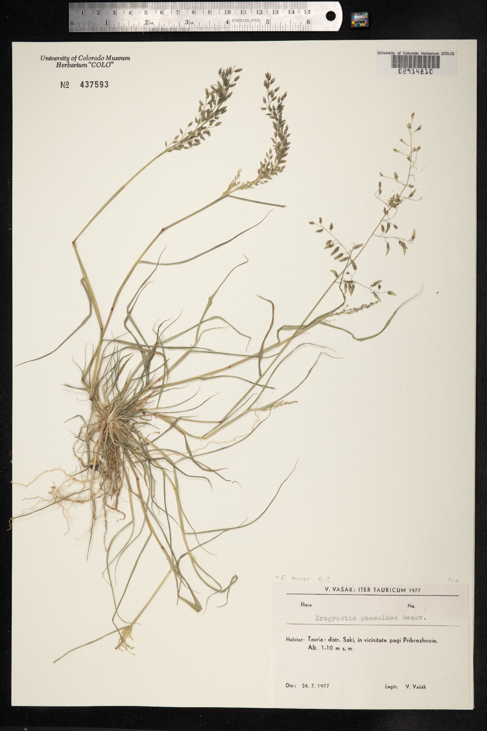 Eragrostis minor image