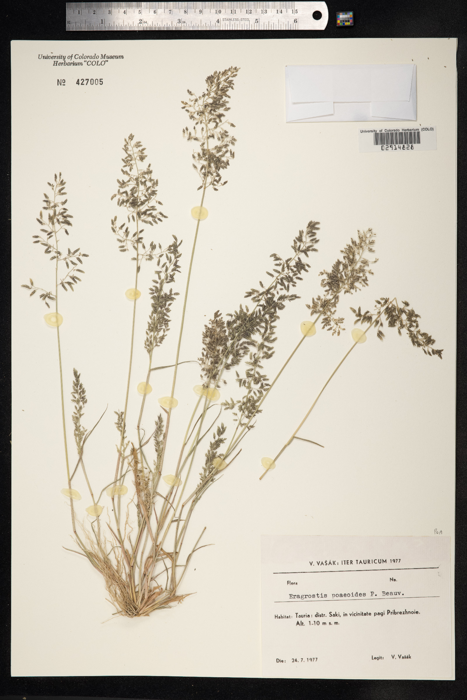 Eragrostis minor image