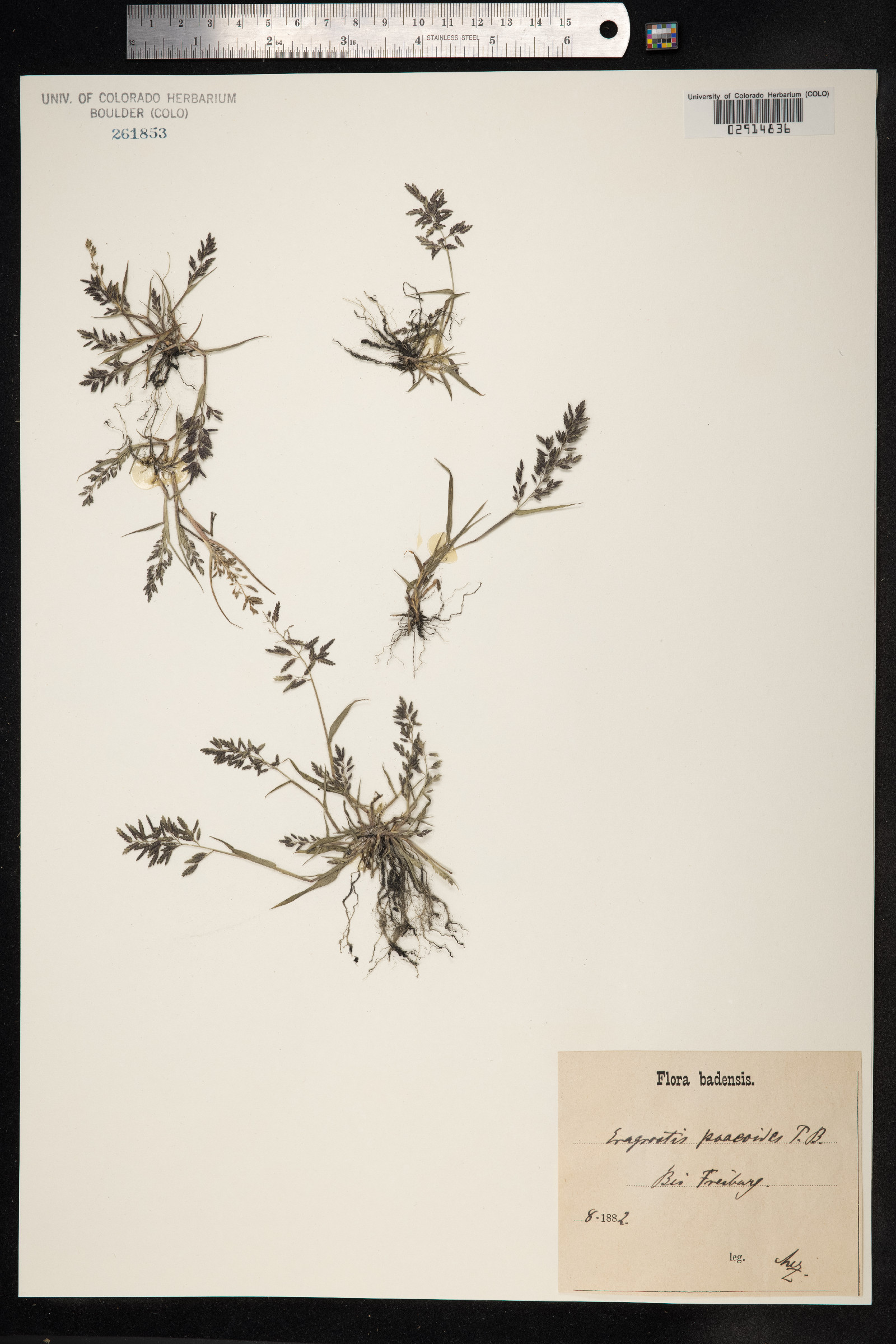 Eragrostis minor image