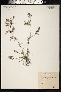 Eragrostis minor image