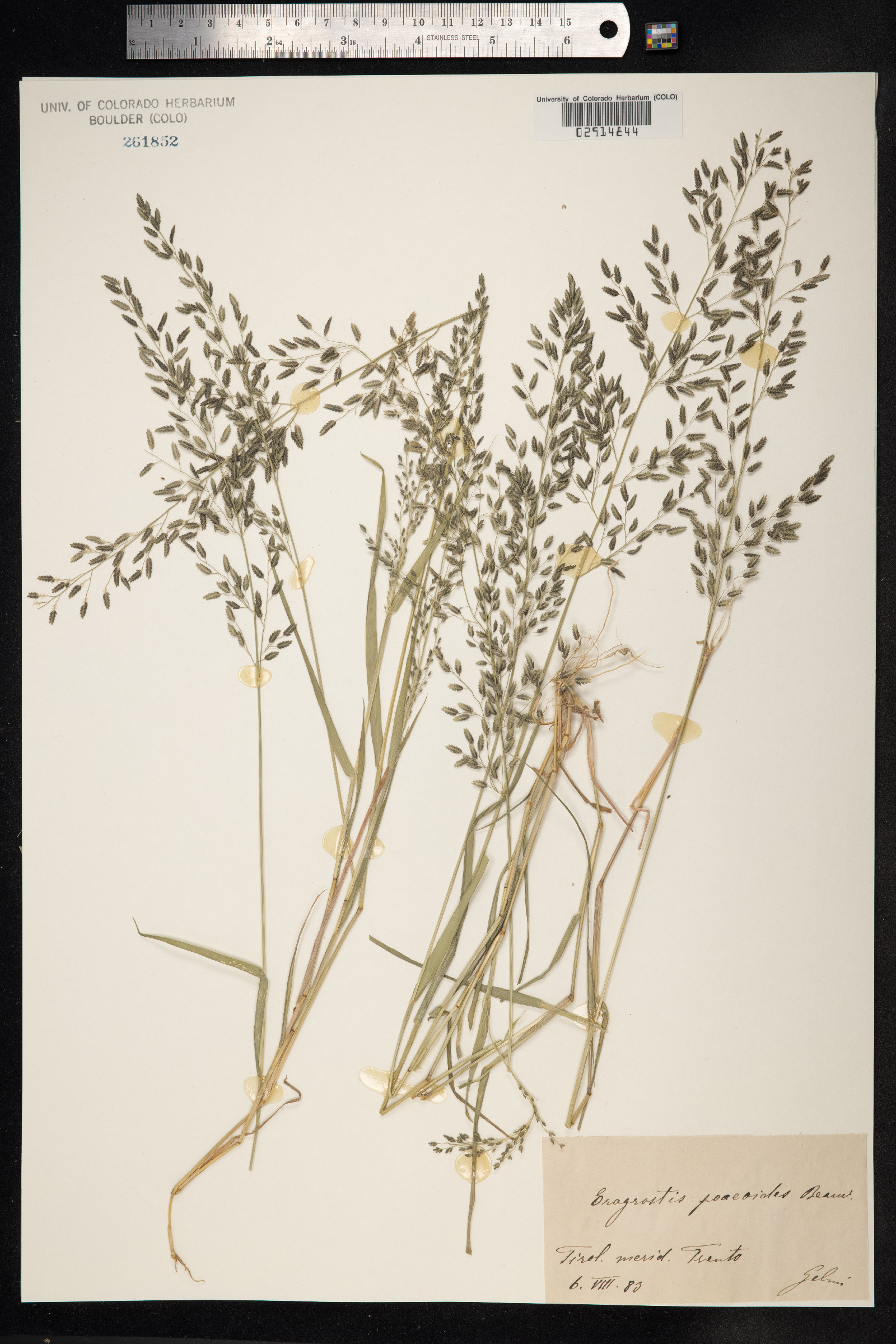 Eragrostis minor image