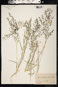 Eragrostis minor image
