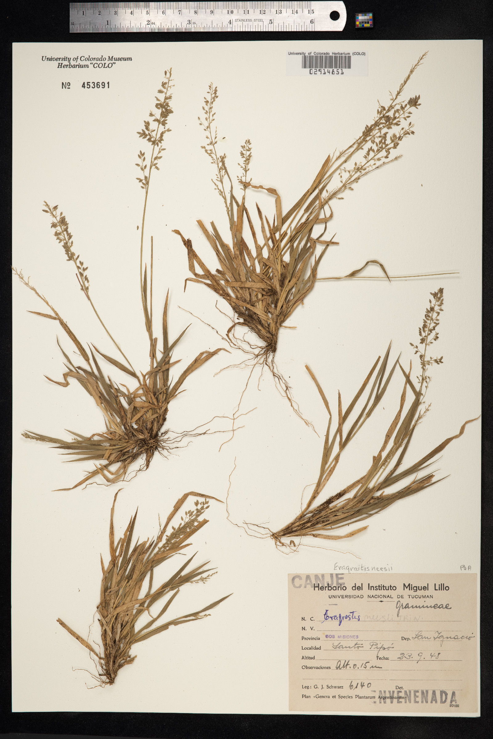 Eragrostis neesii image