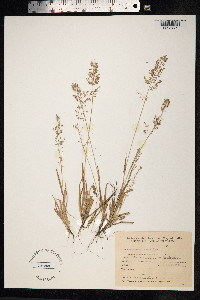 Eragrostis neesii image