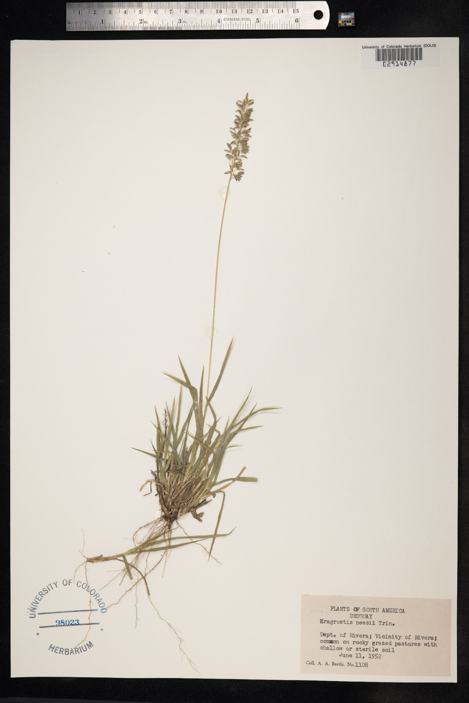 Eragrostis neesii image