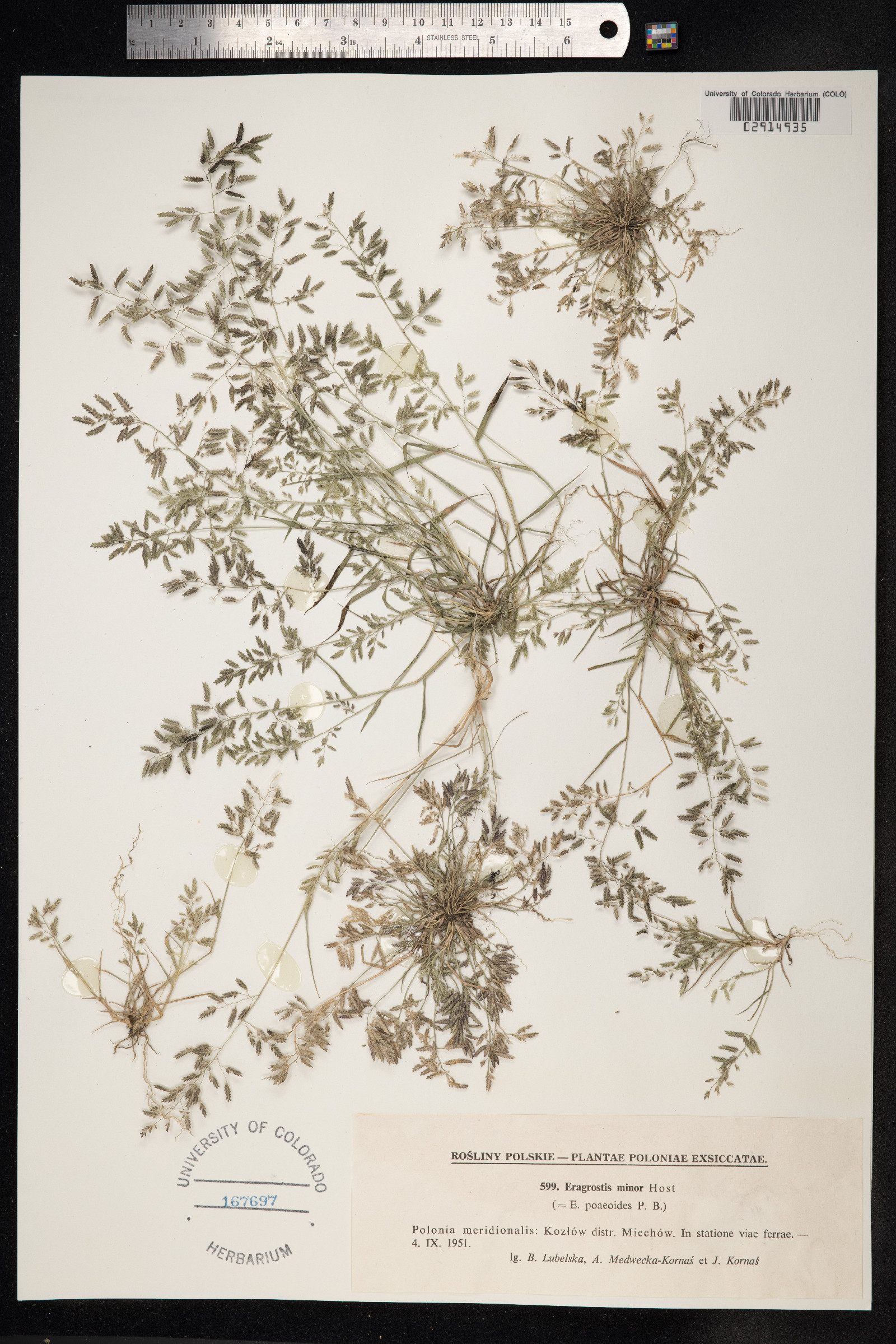 Eragrostis minor image