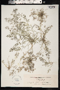 Eragrostis minor image