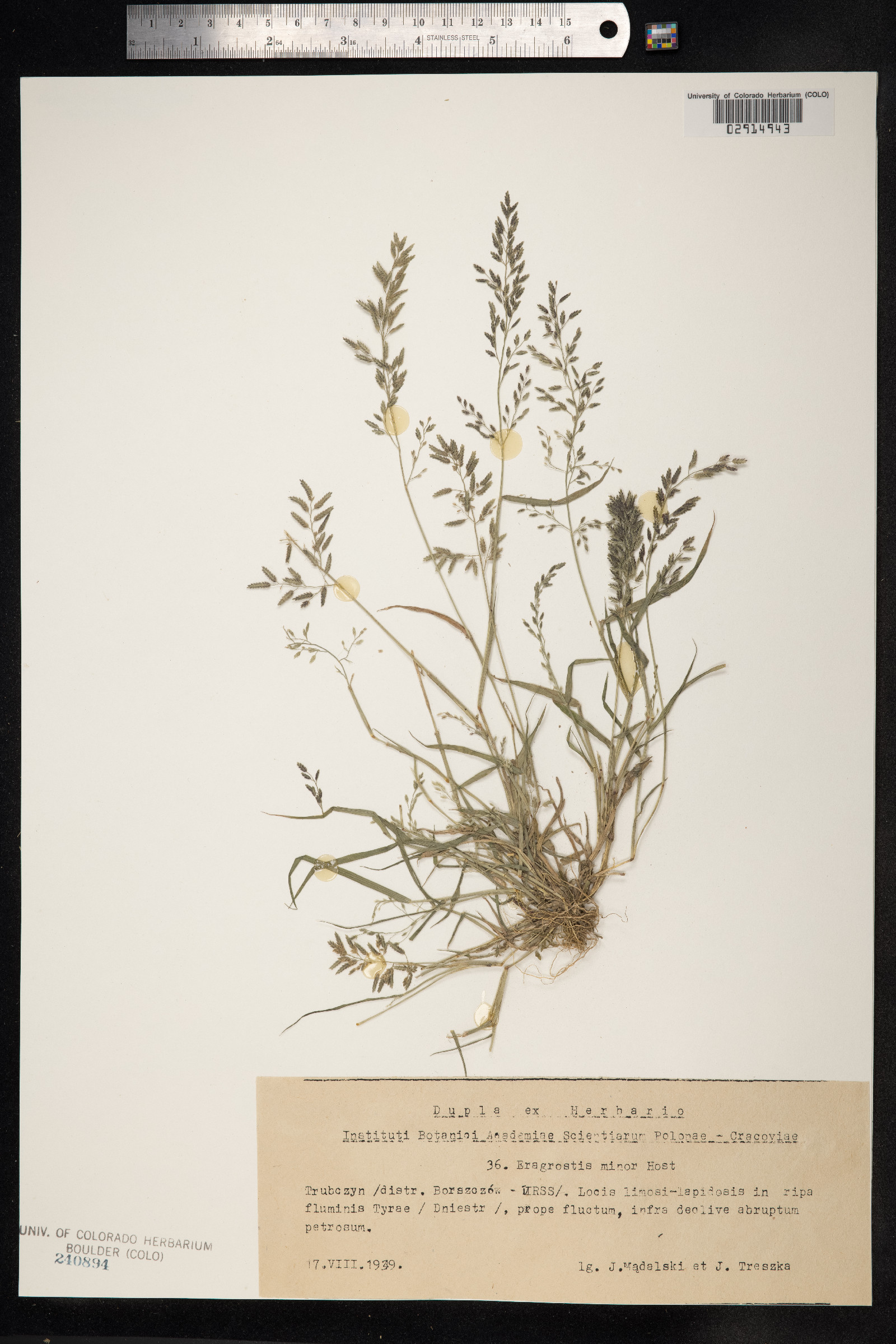 Eragrostis minor image