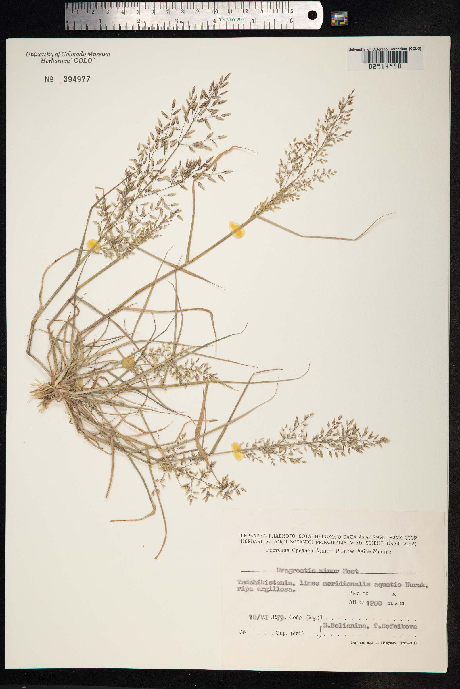 Eragrostis minor image