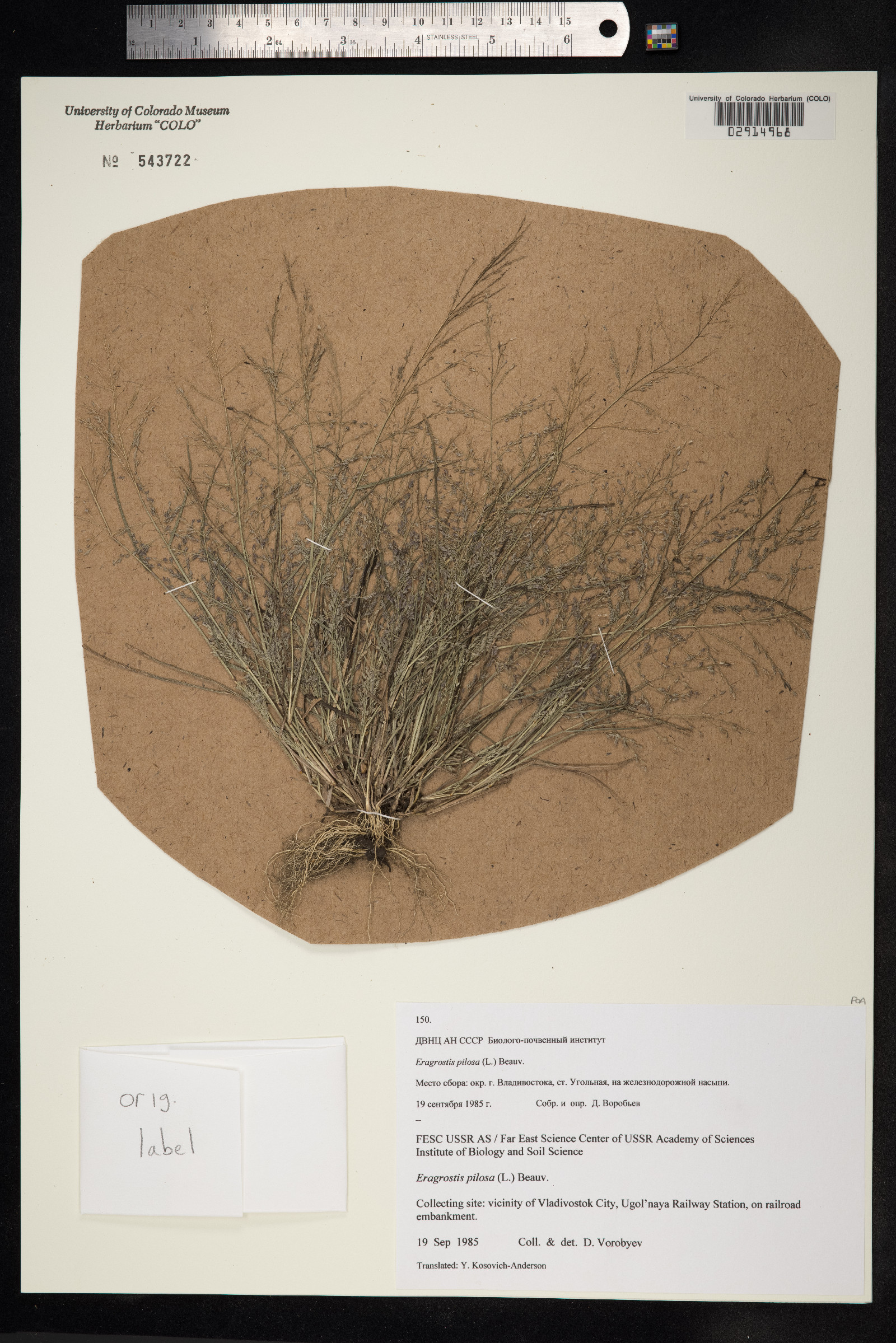 Eragrostis pilosa image