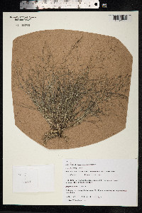 Eragrostis pilosa image