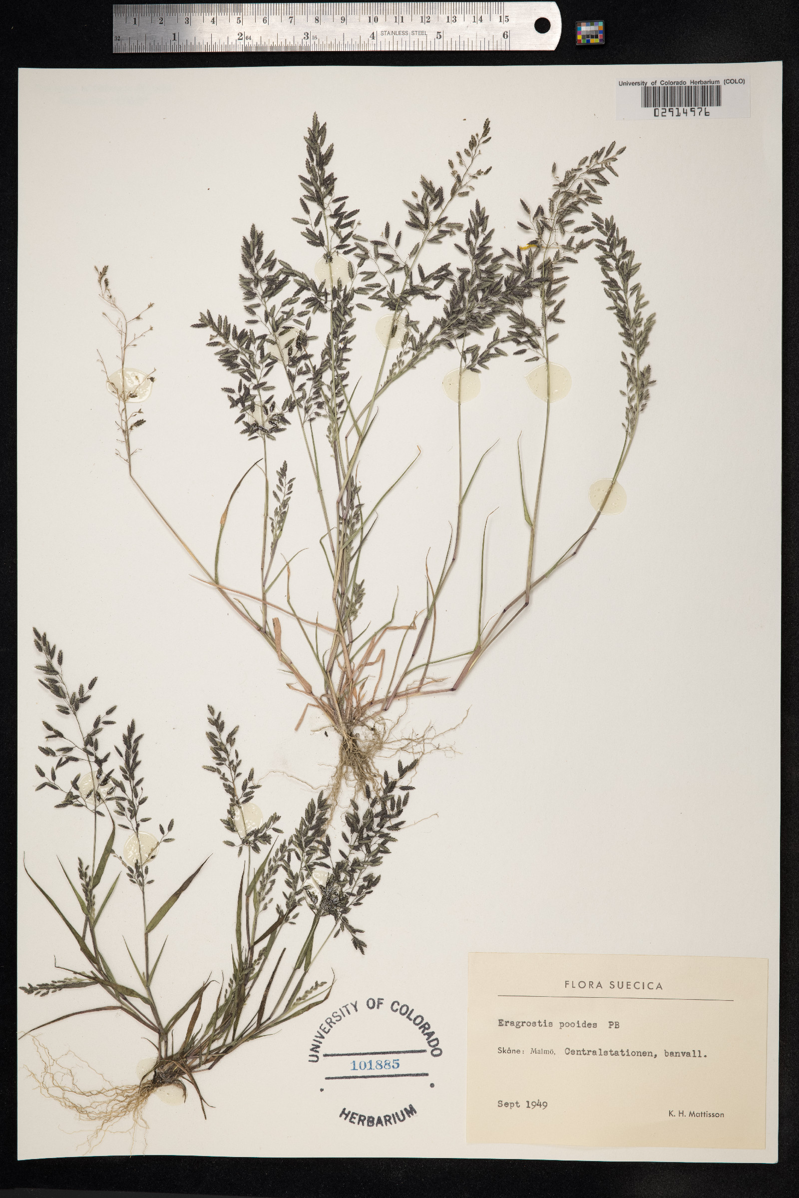 Eragrostis pilosa image