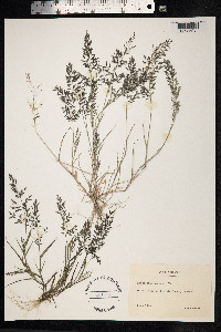 Eragrostis pilosa image