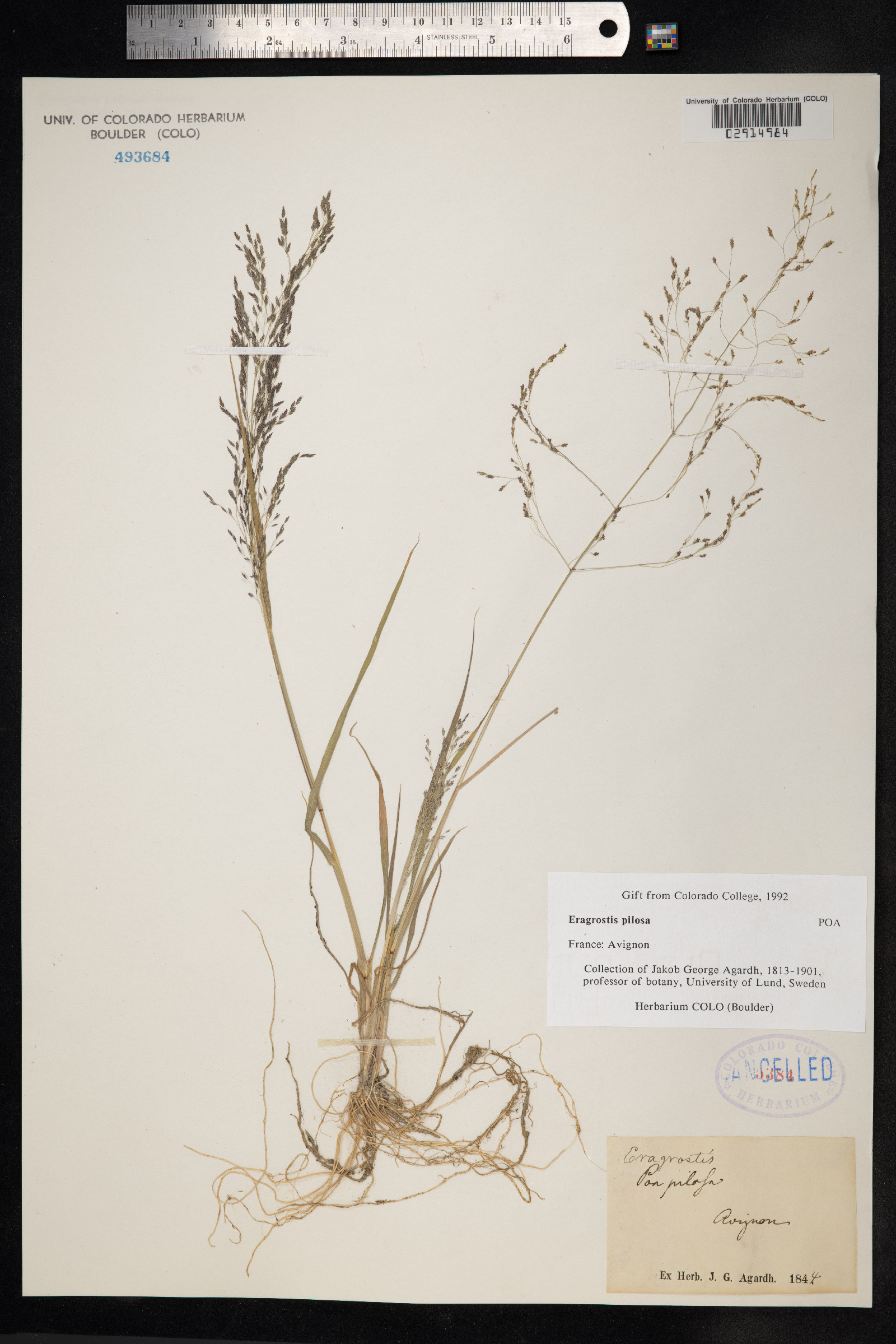 Eragrostis pilosa image